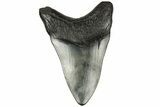 Fossil Megalodon Tooth - South Carolina #186784-1